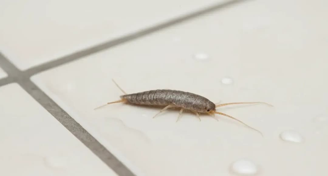 Skuteczne sposoby na pozbycie się rybików z mieszkania raz na zawsze