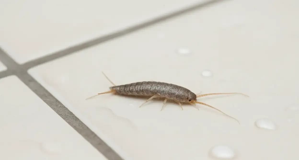 Skuteczne sposoby na pozbycie się rybików z mieszkania raz na zawsze